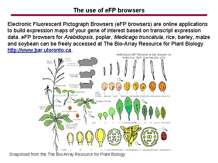 The use of e. FP browsers Electronic Fluorescent Pictograph Browsers (e. FP browsers) are