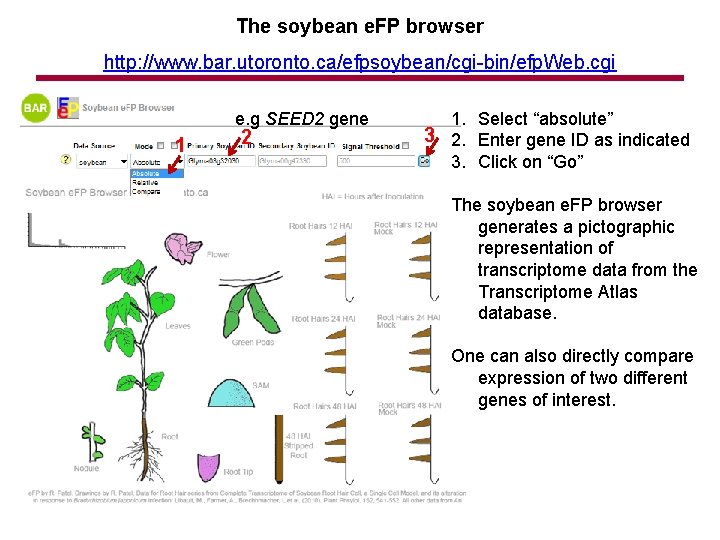 The soybean e. FP browser http: //www. bar. utoronto. ca/efpsoybean/cgi-bin/efp. Web. cgi e. g
