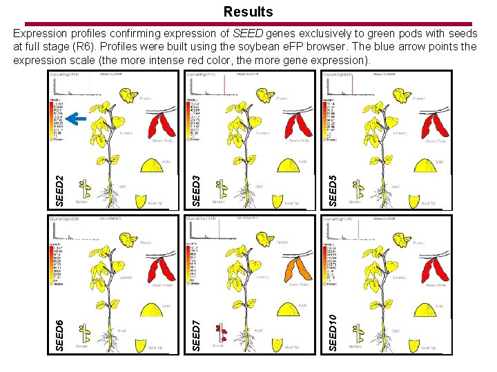 Results SEED 2 SEED 3 SEED 5 SEED 6 SEED 7 SEED 10 Expression