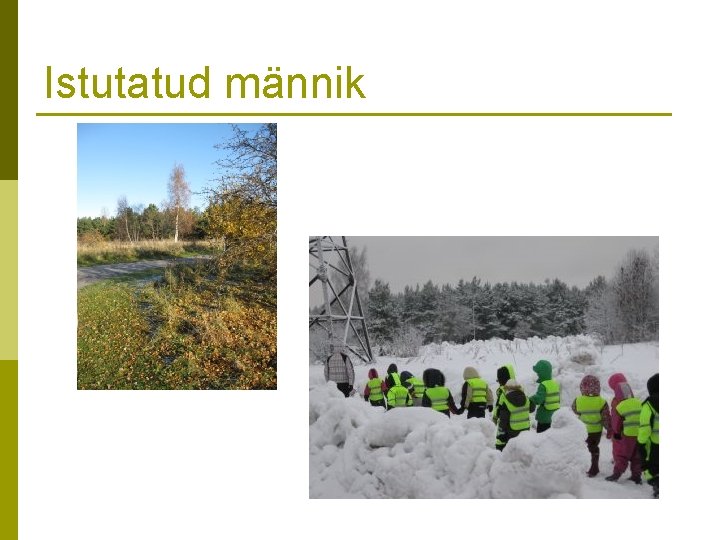 Istutatud männik 