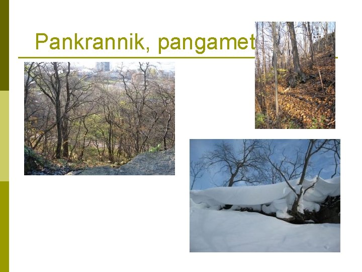 Pankrannik, pangamets 