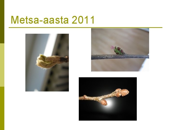 Metsa-aasta 2011 