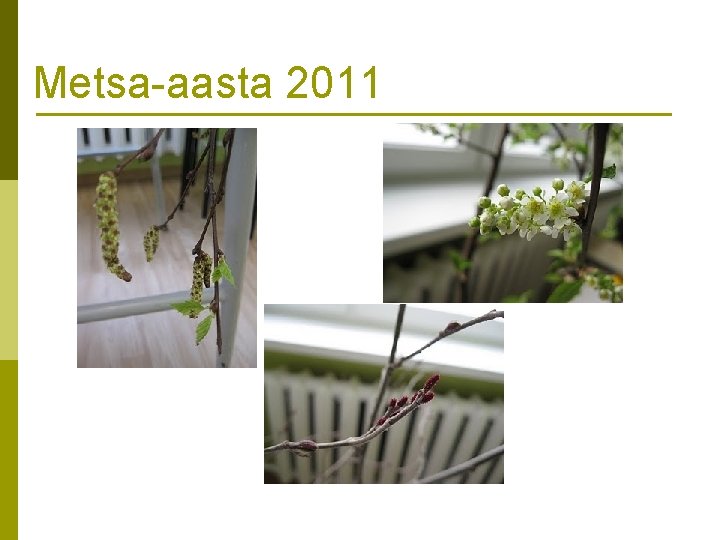 Metsa-aasta 2011 