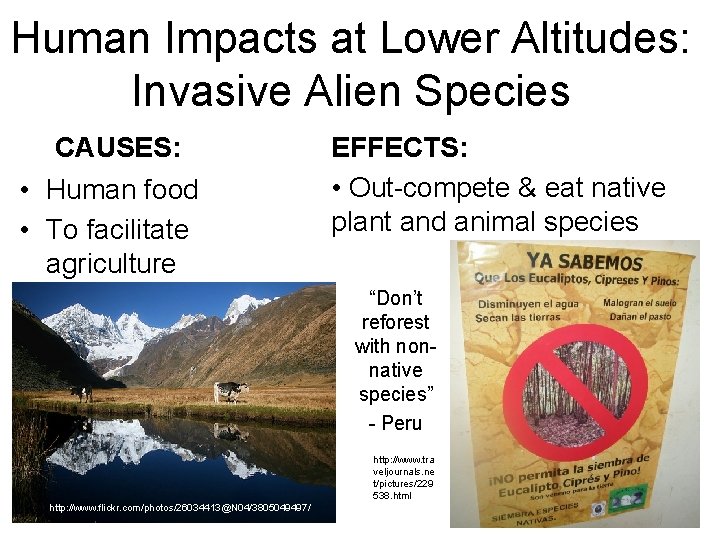 Human Impacts at Lower Altitudes: Invasive Alien Species CAUSES: • Human food • To