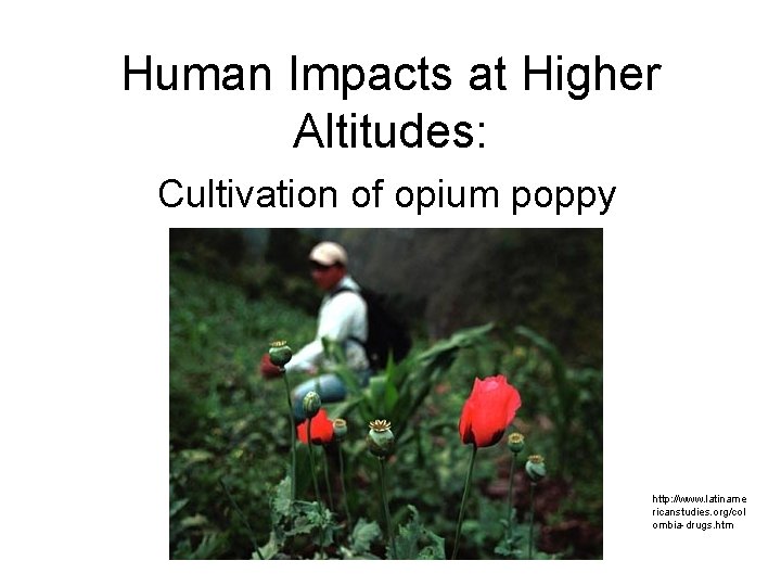 Human Impacts at Higher Altitudes: Cultivation of opium poppy http: //www. latiname ricanstudies. org/col