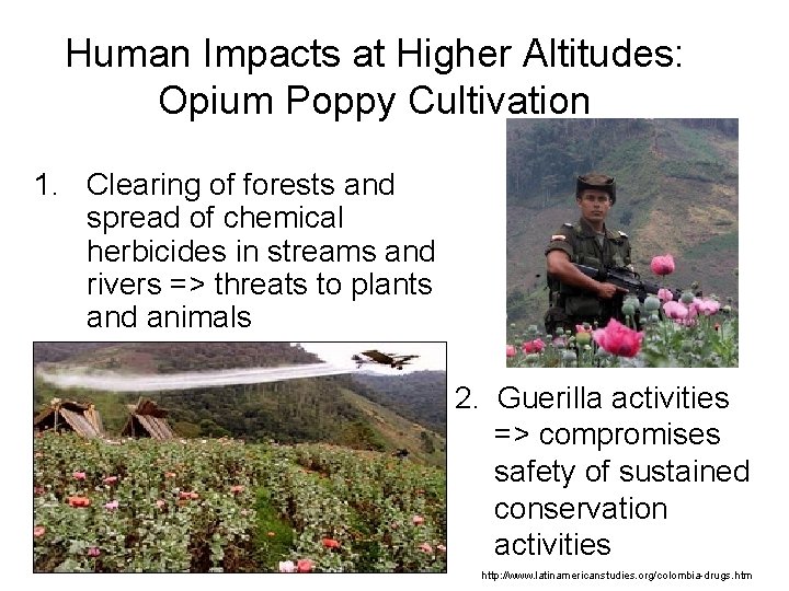 Human Impacts at Higher Altitudes: Opium Poppy Cultivation 1. Clearing of forests and spread