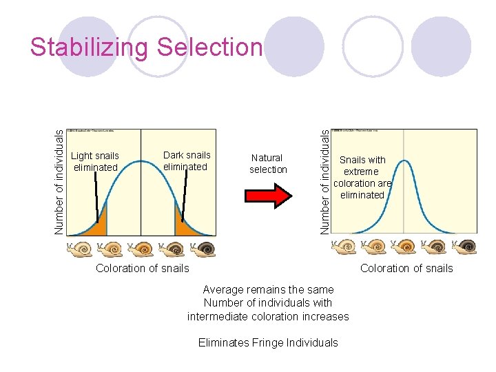 Light snails eliminated Dark snails eliminated Natural selection Number of individuals Stabilizing Selection Snails