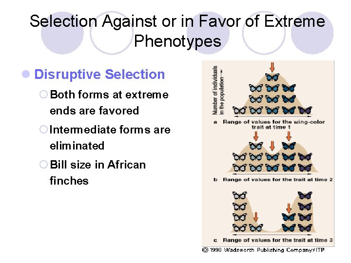 Selection Against or in Favor of Extreme Phenotypes l Disruptive Selection ¡ Both forms