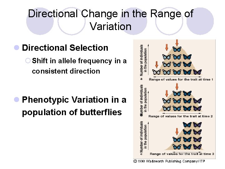 Directional Change in the Range of Variation l Directional Selection ¡ Shift in allele