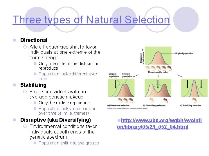Three types of Natural Selection l Directional ¡ Allele frequencies shift to favor individuals