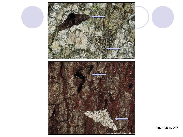 Fig. 18. 5, p. 287 