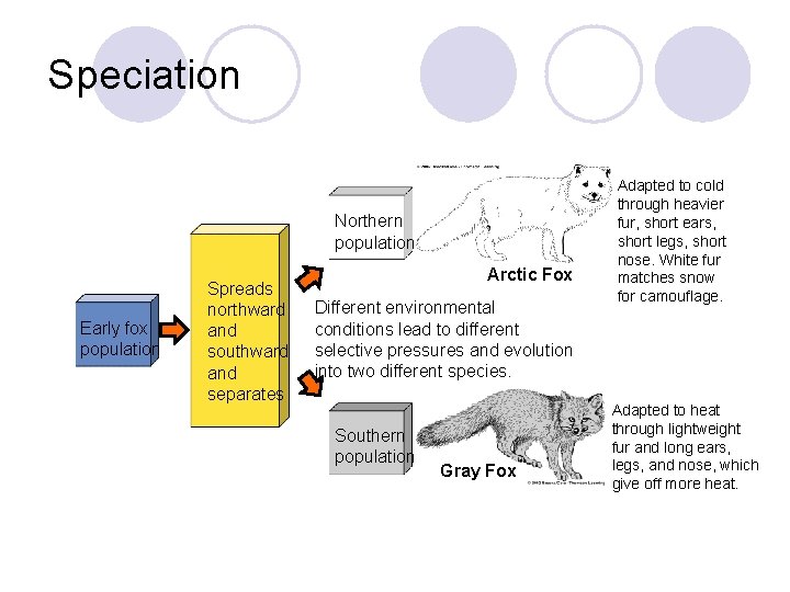 Speciation Northern population Early fox population Spreads northward and southward and separates Arctic Fox
