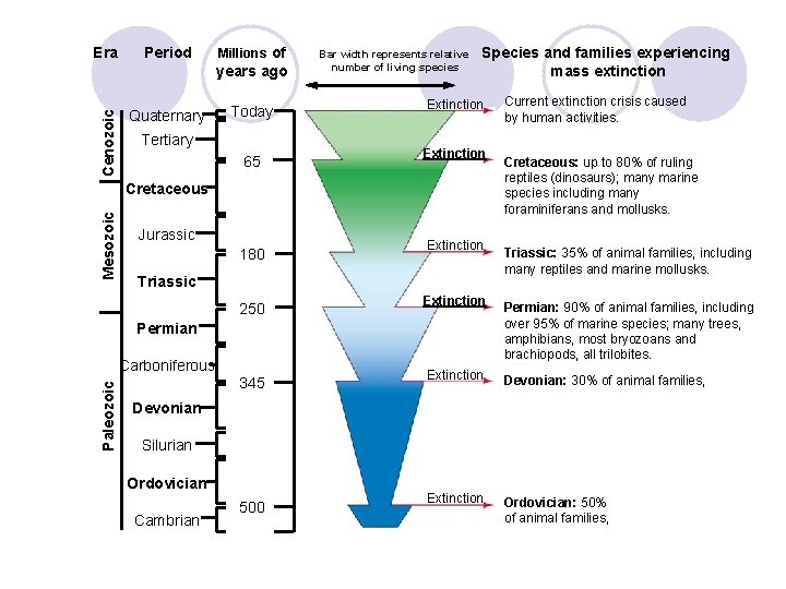 Era Period Millions of Cenozoic years ago Quaternary Today Tertiary 65 Bar width represents