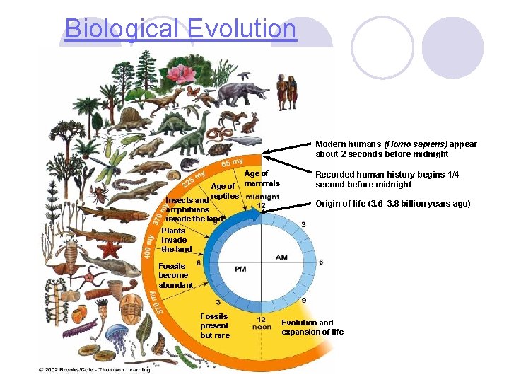 Biological Evolution Modern humans (Homo sapiens) appear about 2 seconds before midnight Age of