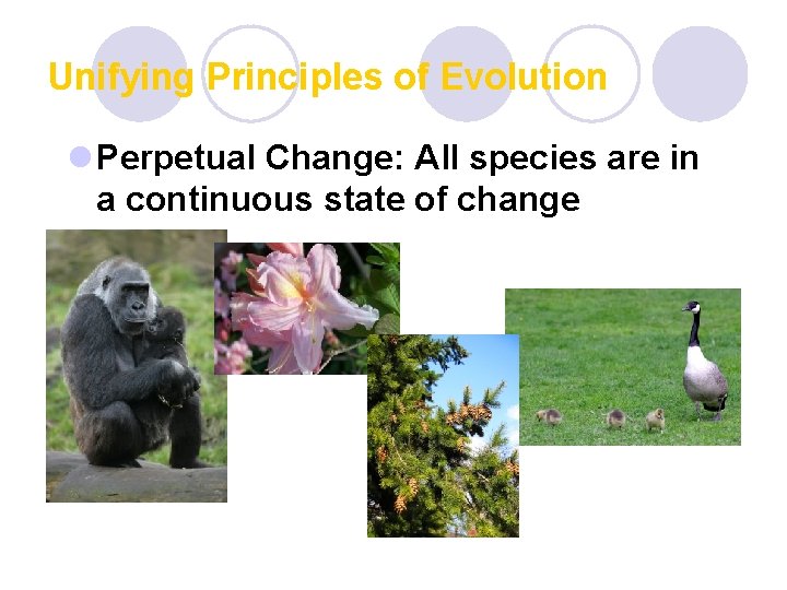 Unifying Principles of Evolution l Perpetual Change: All species are in a continuous state