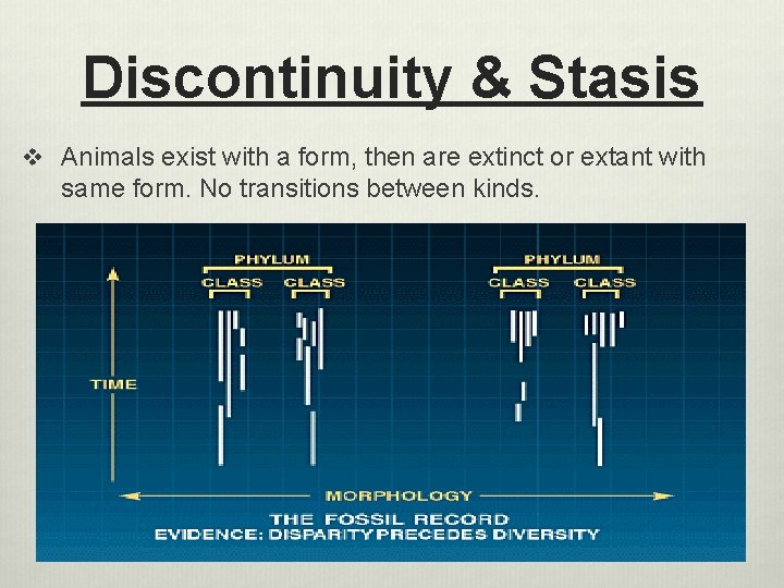 Discontinuity & Stasis v Animals exist with a form, then are extinct or extant