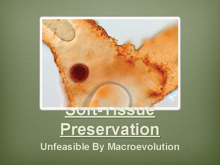 Soft-Tissue Preservation Unfeasible By Macroevolution 