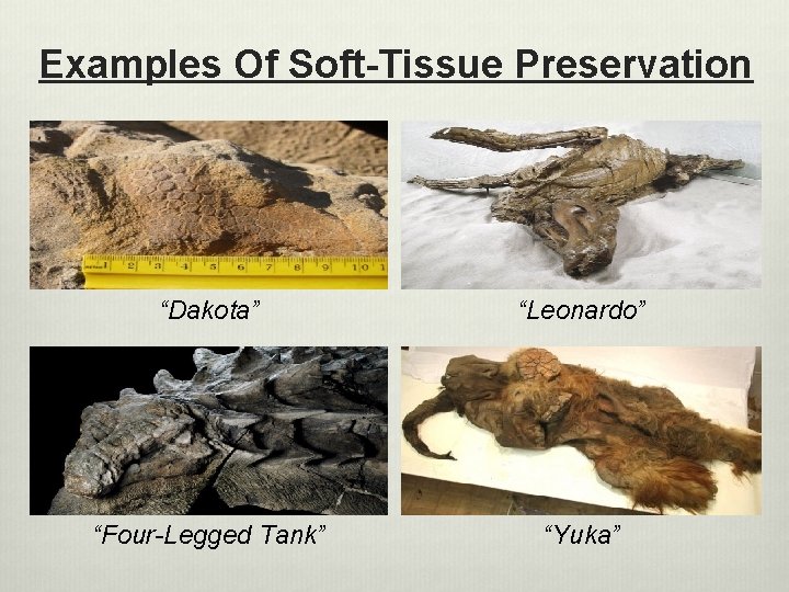 Examples Of Soft-Tissue Preservation “Dakota” “Leonardo” “Four-Legged Tank” “Yuka” 