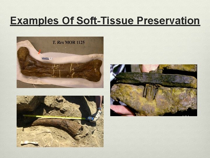 Examples Of Soft-Tissue Preservation 