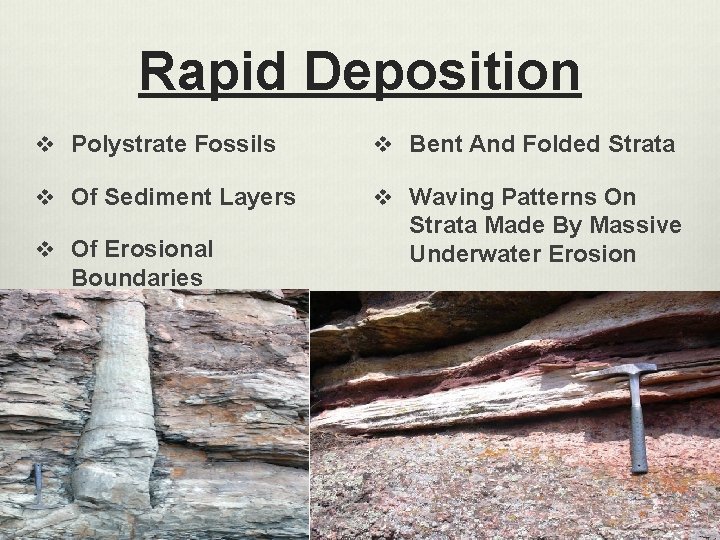 Rapid Deposition v Polystrate Fossils v Bent And Folded Strata v Of Sediment Layers