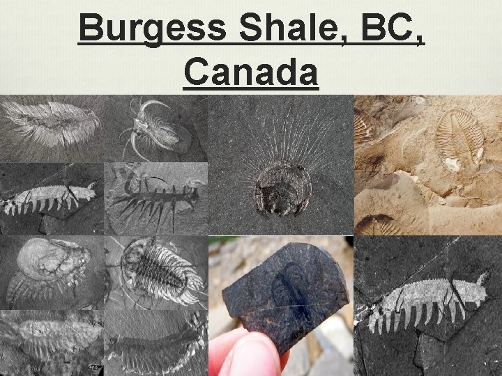 Burgess Shale, BC, Canada 