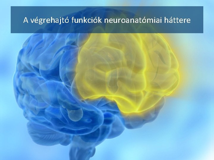 A végrehajtó funkciók neuroanatómiai háttere 