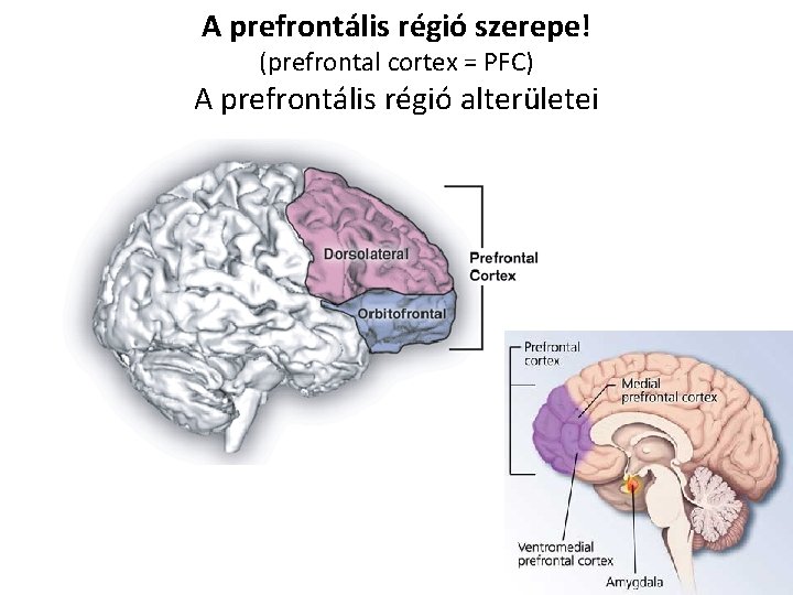 A prefrontális régió szerepe! (prefrontal cortex = PFC) A prefrontális régió alterületei 