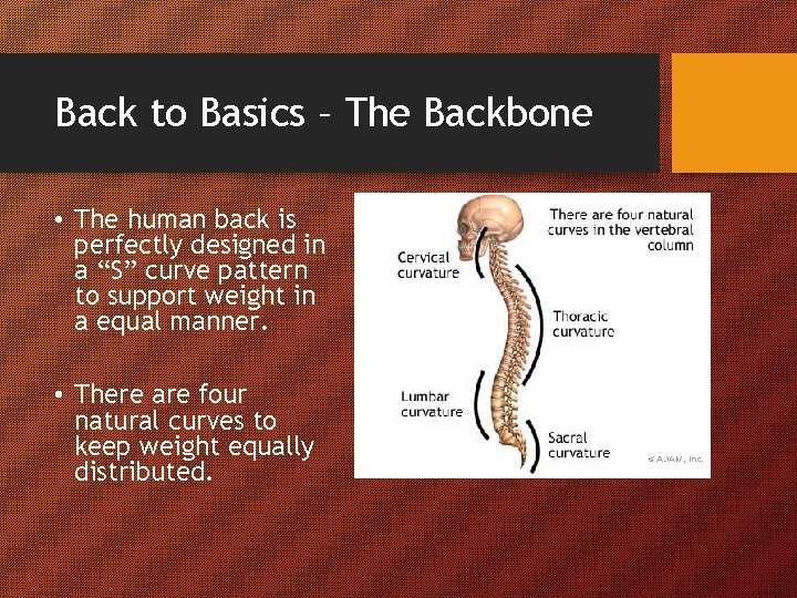 Back to Basics – The Backbone • The human back is perfectly designed in