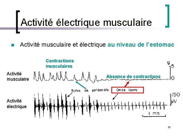 Activité électrique musculaire n Activité musculaire et électrique au niveau de l’estomac Contractions musculaires
