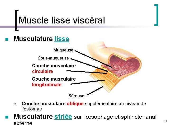 Muscle lisse viscéral n Musculature lisse Muqueuse Sous-muqueuse Couche musculaire circulaire Couche musculaire longitudinale