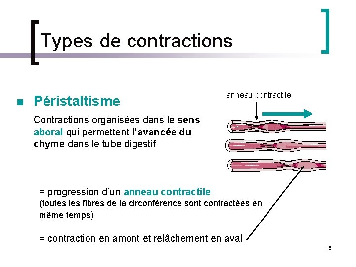 Types de contractions n Péristaltisme anneau contractile Contractions organisées dans le sens aboral qui