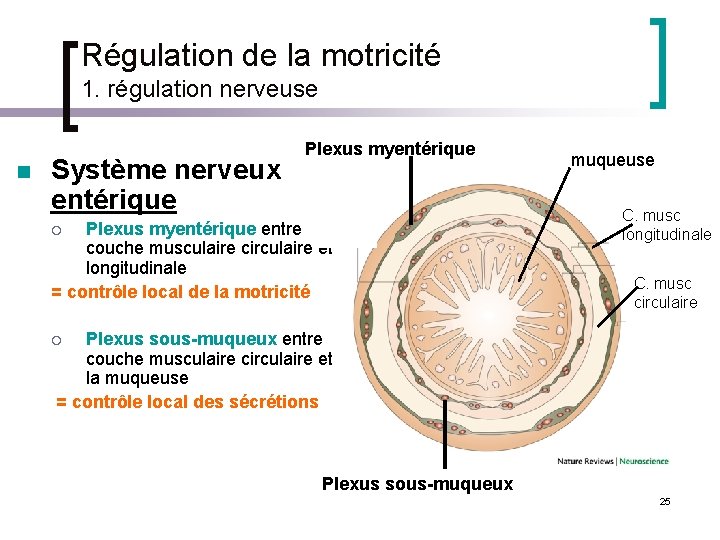 Régulation de la motricité 1. régulation nerveuse n Système nerveux entérique Plexus myentérique entre