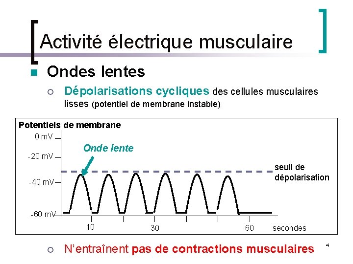 Activité électrique musculaire n Ondes lentes ¡ Dépolarisations cycliques des cellules musculaires lisses (potentiel