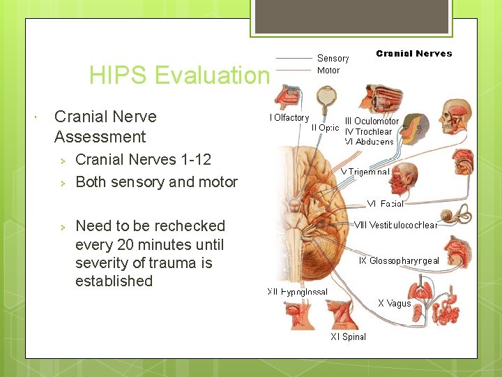 HIPS Evaluation Cranial Nerve Assessment › › › Cranial Nerves 1 -12 Both sensory