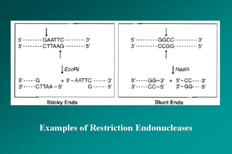 Examples of Restriction Endonucleases 