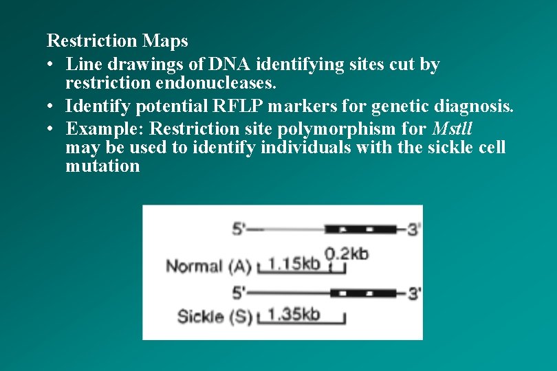 Restriction Maps • Line drawings of DNA identifying sites cut by restriction endonucleases. •
