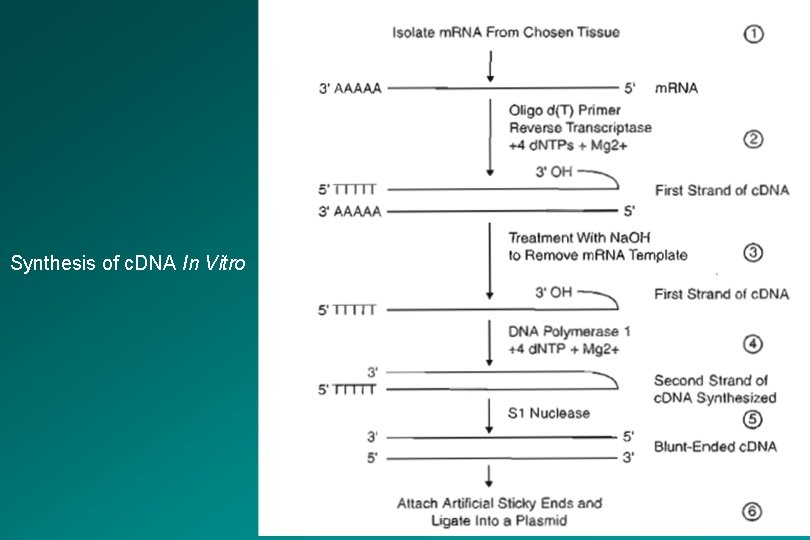 Synthesis of c. DNA In Vitro 
