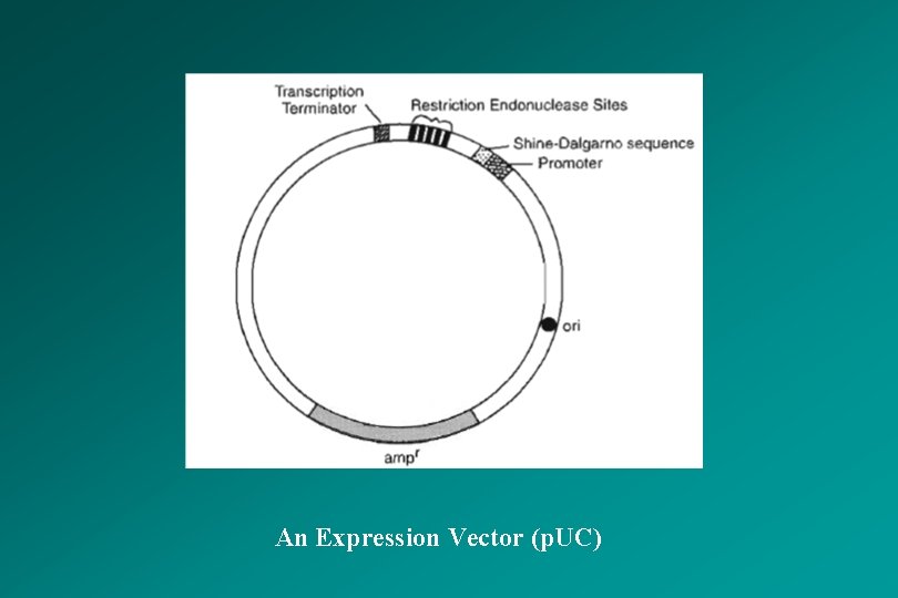 An Expression Vector (p. UC) 