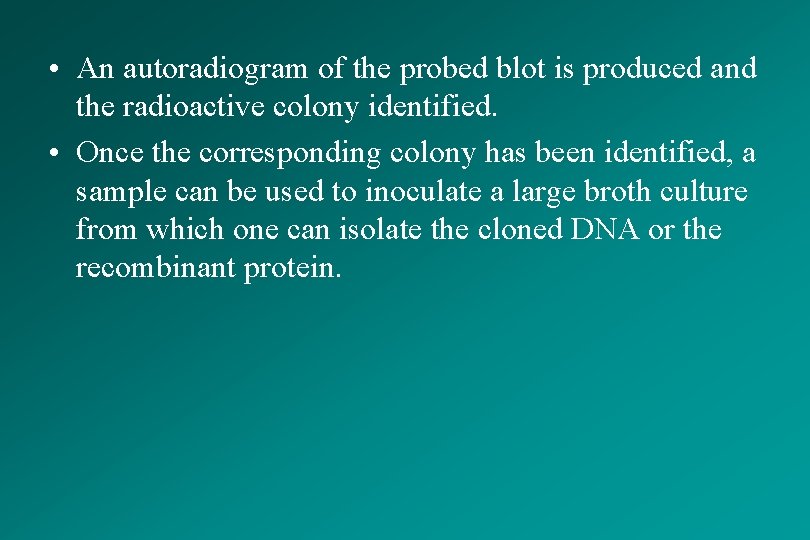  • An autoradiogram of the probed blot is produced and the radioactive colony