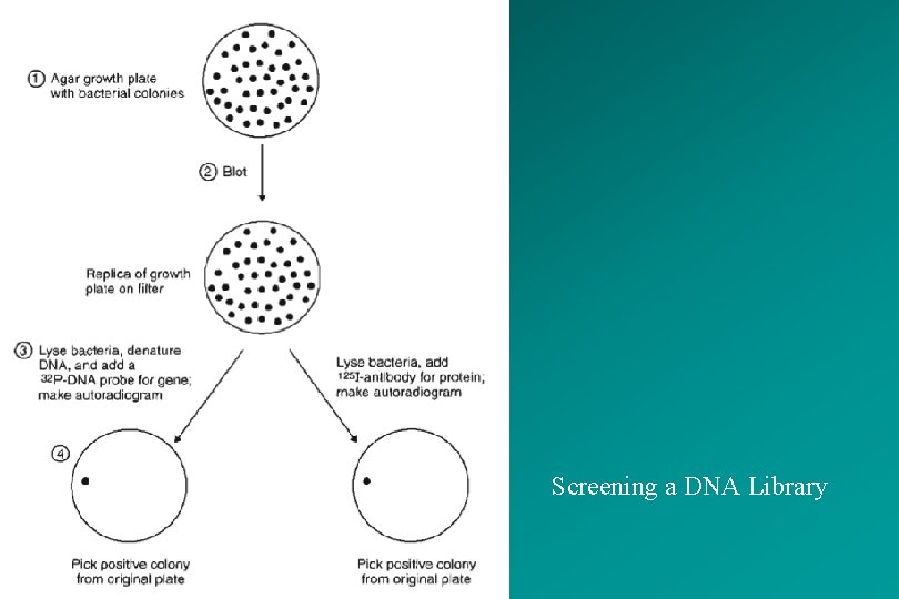 Screening a DNA Library 