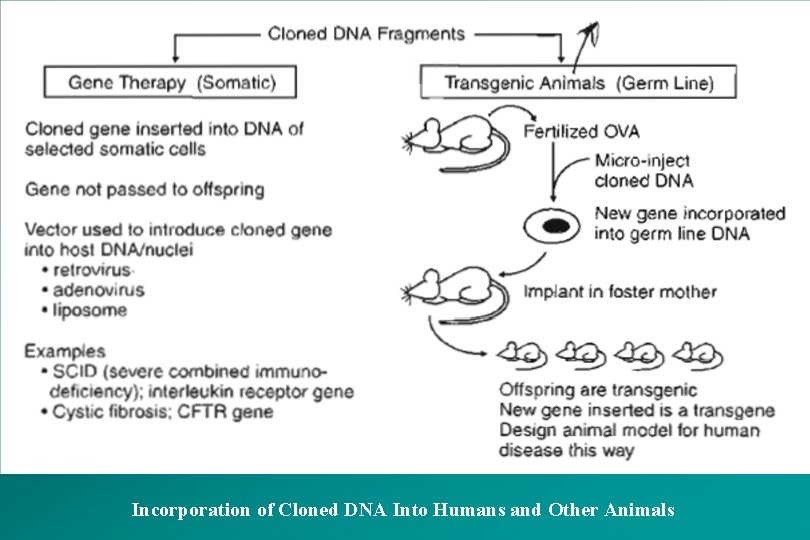 Incorporation of Cloned DNA Into Humans and Other Animals 