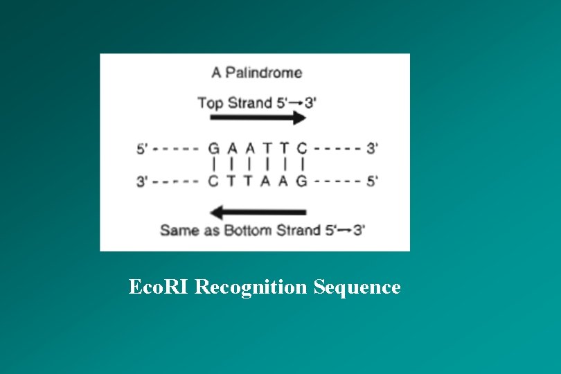 Eco. RI Recognition Sequence 