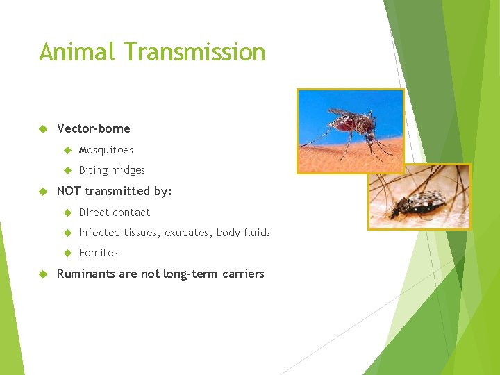 Animal Transmission Vector-borne Mosquitoes Biting midges NOT transmitted by: Direct contact Infected tissues, exudates,