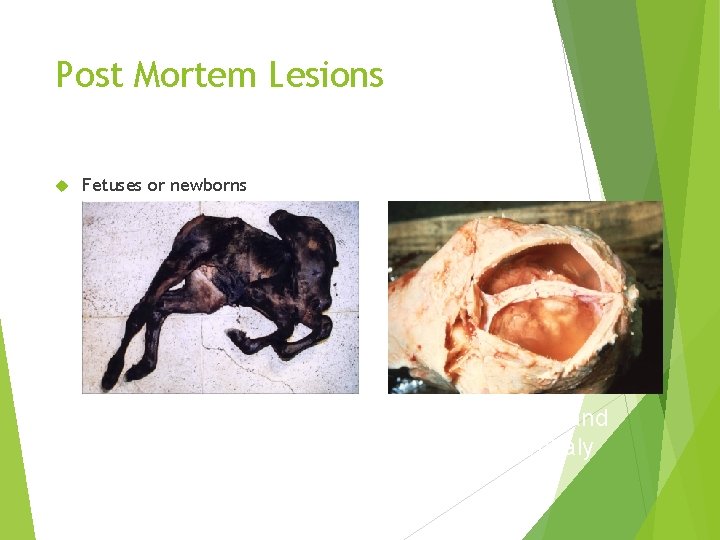Post Mortem Lesions Fetuses or newborns Arthrogryposis Microencephaly and Hydranencephaly 