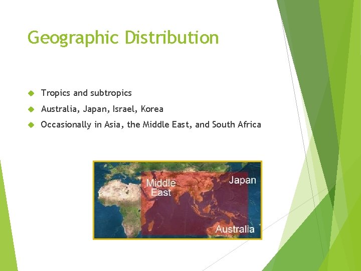 Geographic Distribution Tropics and subtropics Australia, Japan, Israel, Korea Occasionally in Asia, the Middle