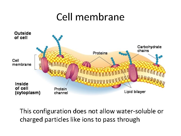 Cell membrane This configuration does not allow water-soluble or charged particles like ions to