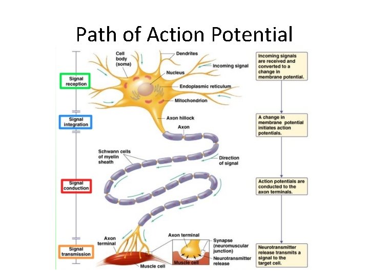 Path of Action Potential 