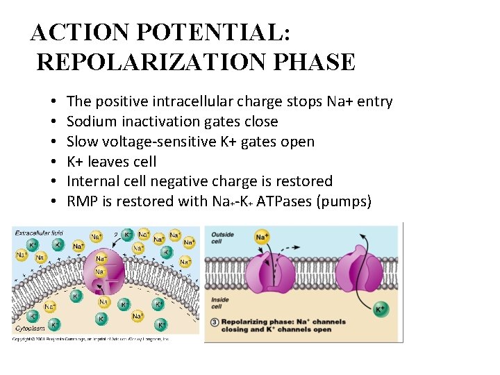 ACTION POTENTIAL: REPOLARIZATION PHASE • • • The positive intracellular charge stops Na+ entry