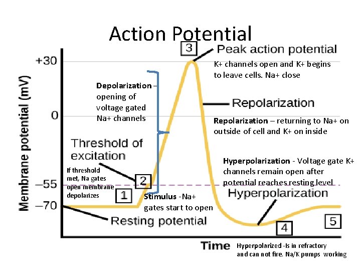 Action Potential Depolarization – opening of voltage gated Na+ channels If threshold met, Na