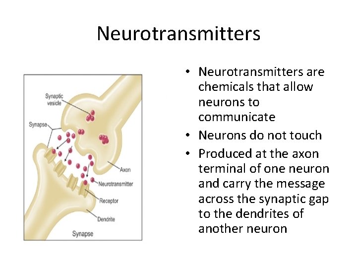 Neurotransmitters • Neurotransmitters are chemicals that allow neurons to communicate • Neurons do not